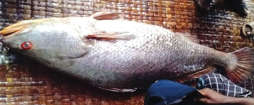 এক মাছ বিক্রি ৪ লাখ ৬২ হাজার টাকায়