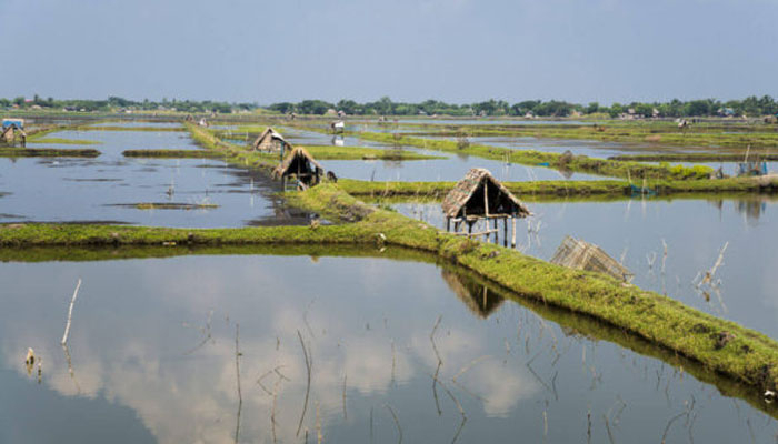 চিংড়ি ঘেরে ধুন্ধুমার চাঁদাবাজি