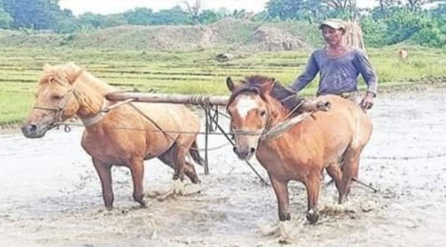 পেটের দায়ে ঘোড়া দিয়ে হালচাষ করছেন মেনু মিয়া